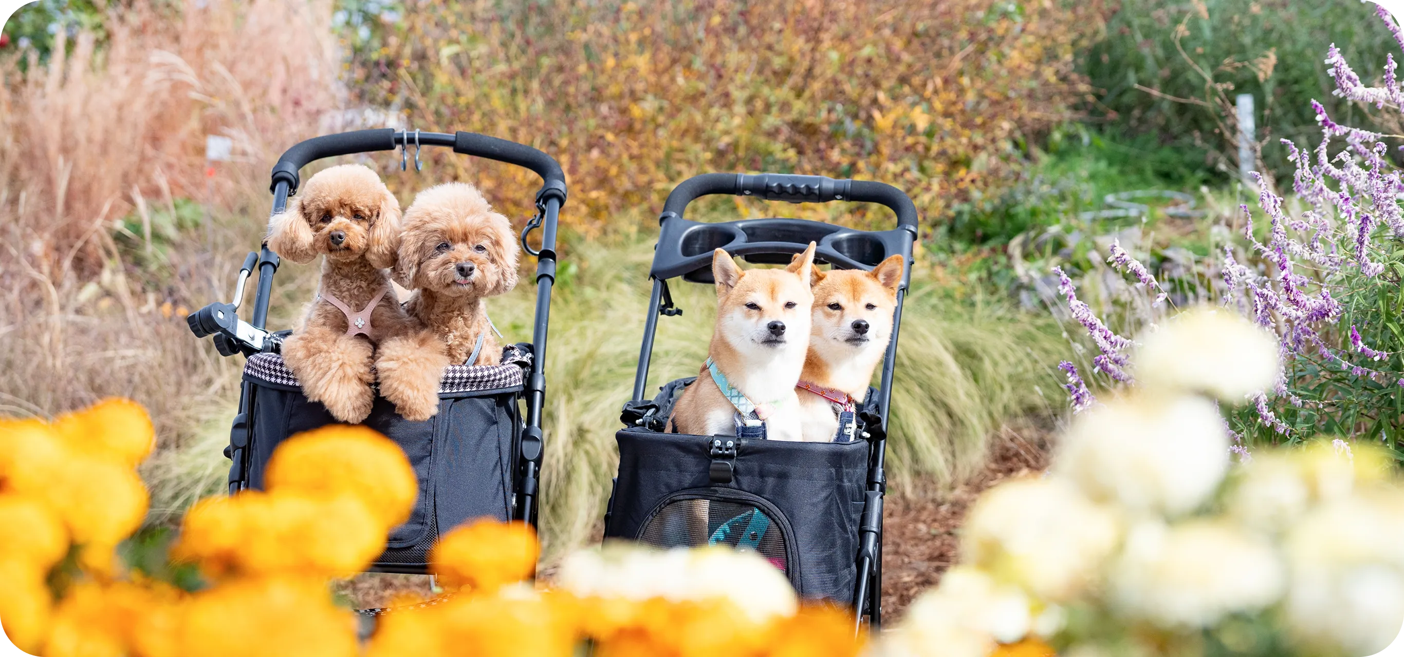 BOW PARADE メインビジュアル